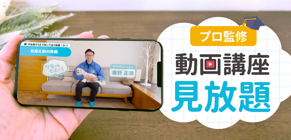 プロ監修 動画講座見放題